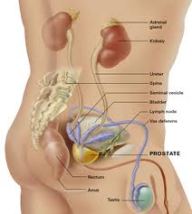 Prostate Cancer1