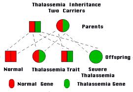 Thalassemia4